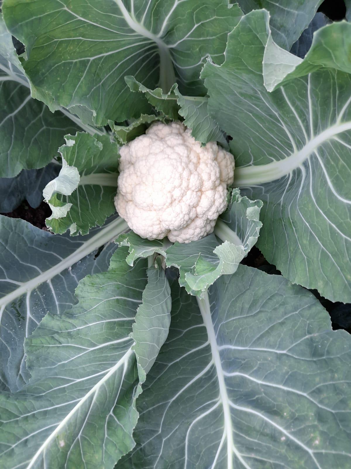 Cultivo de couve-flor exige materiais mais adaptados aos desafios climáticos do Brasil