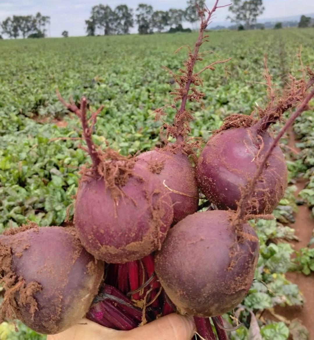 Elevada produtividade e potencial de armazenamento tornam o cultivo de beterrabas mais rentável