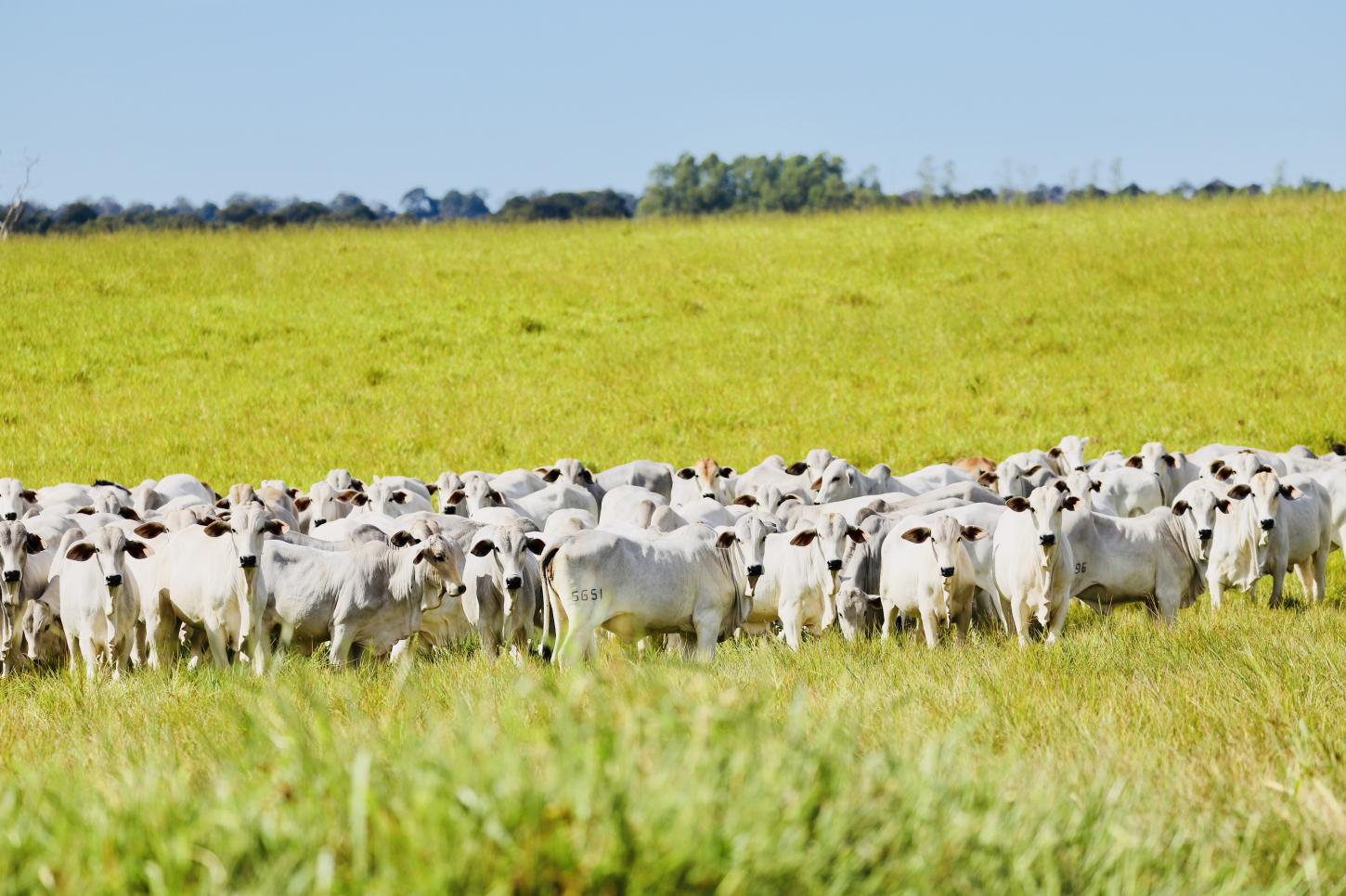 Estratégia de suplementação adequada potencializa ganhos durante o período das águas
