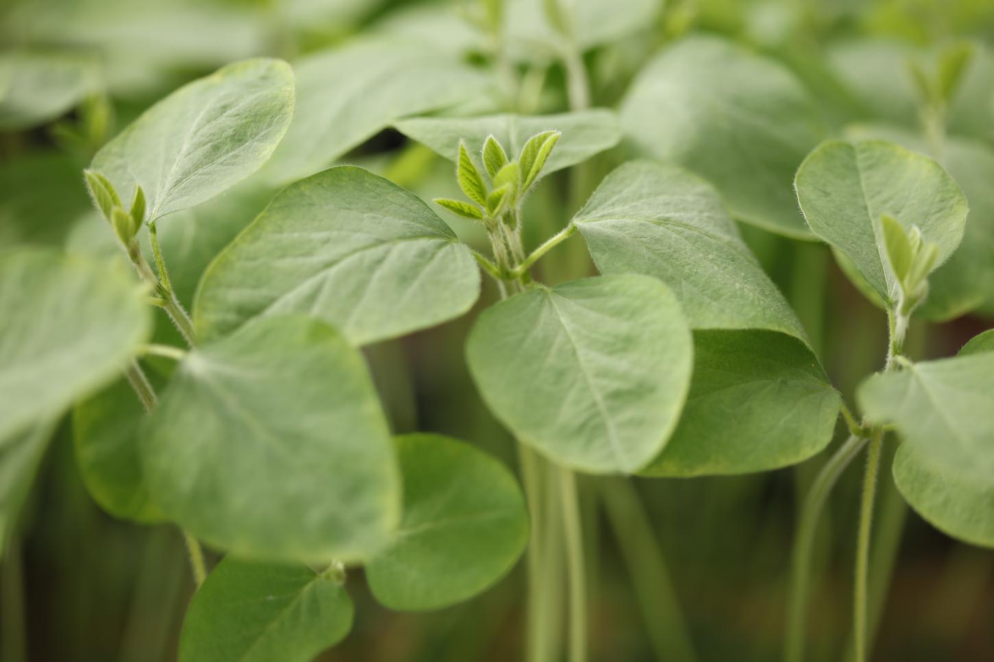 Nova geração de tecnologias auxilia plantas a se defenderem sozinhas de extremos climáticos