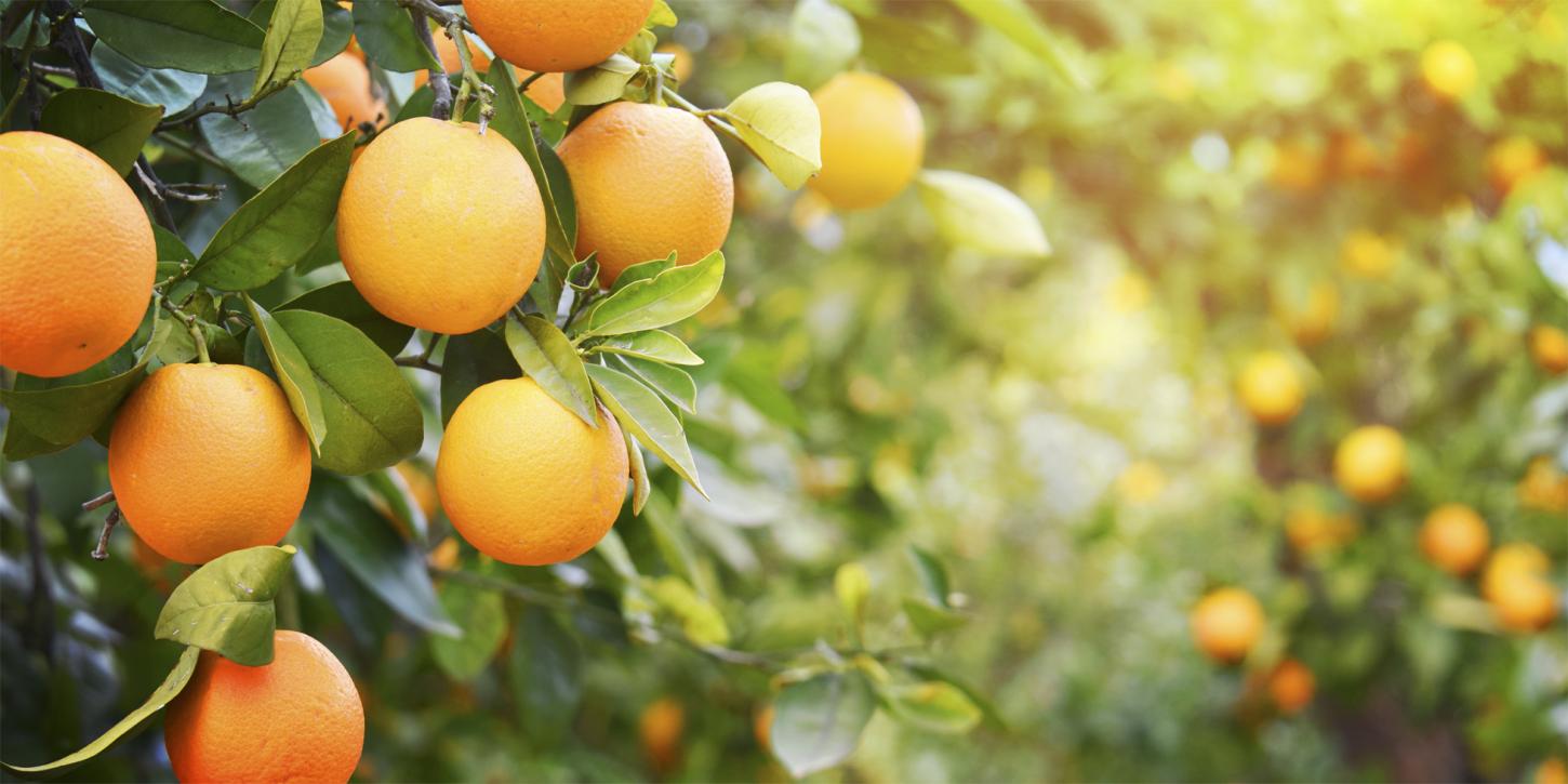 Nova tecnologia amplia o controle do psilídeo e ajuda a conter o avanço do Greening na citricultura brasileira