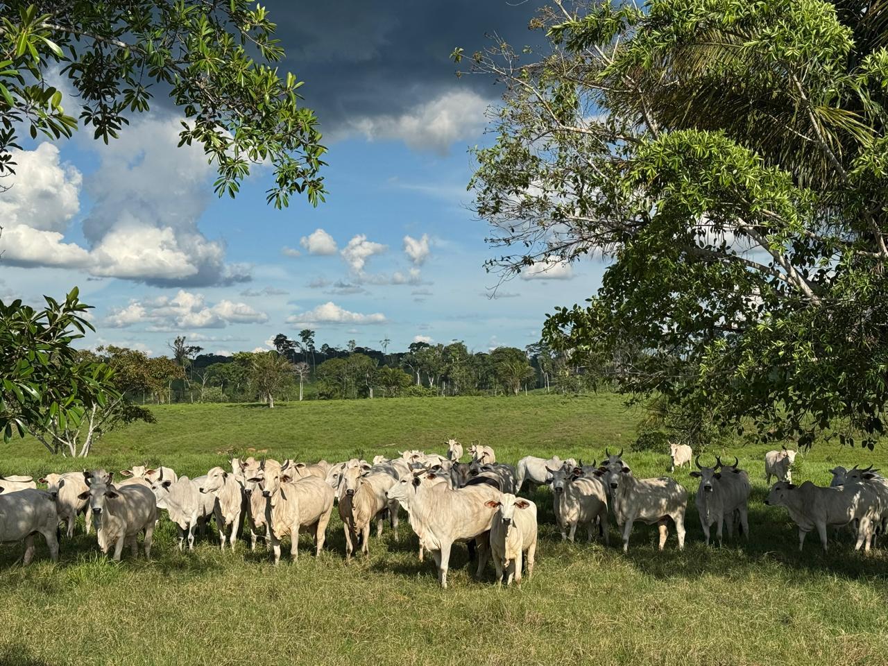 Planejamento e estratégias nutricionais garantem rentabilidade com o descarte de fêmeas