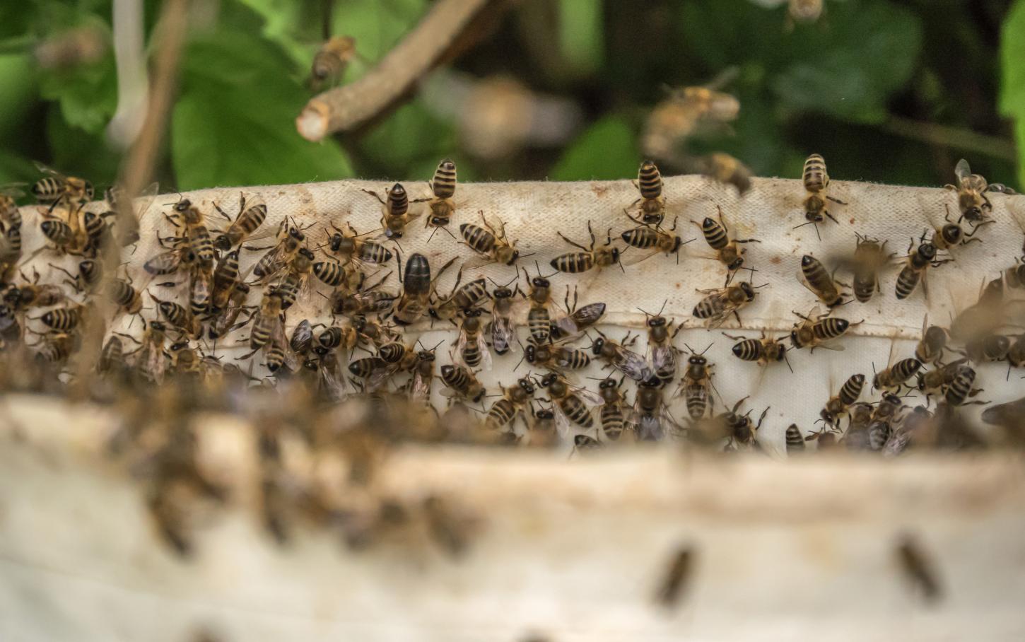 Colmeia Viva promove a integração tecnológica e sustentável entre agricultura e apicultura