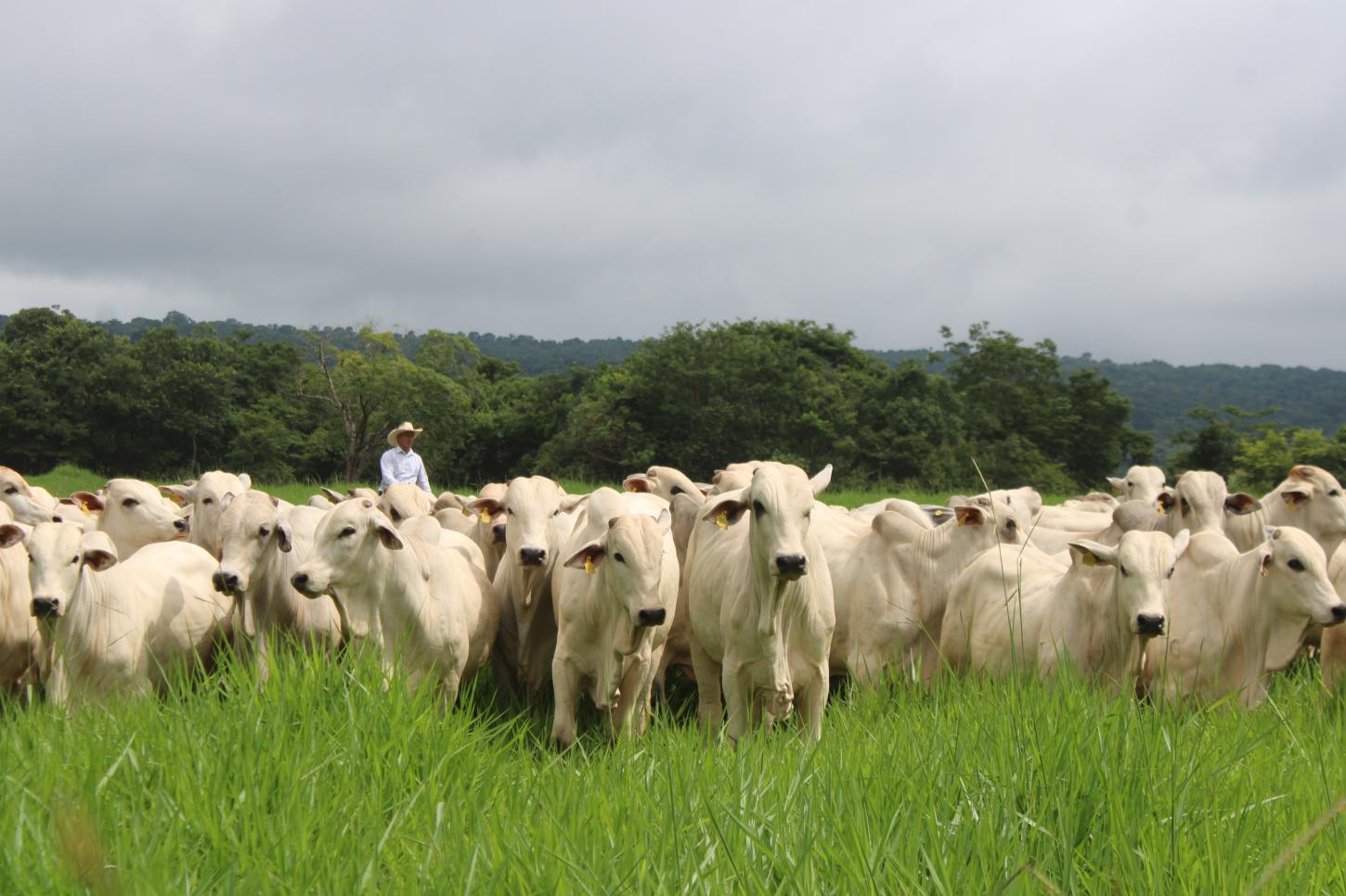 Plataforma colaborativa transforma dados em decisões e conecta pecuaristas e consultores no campo