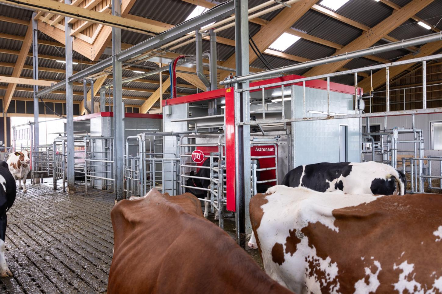 Brasil lidera ranking global de produção de leite por vaca com uso de tecnologia