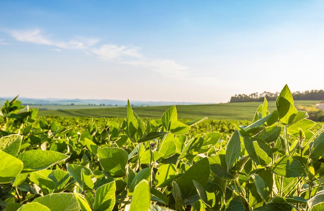 Etanol de soja em escala industrial reforça o protagonismo brasileiro em biocombustíveis avançados