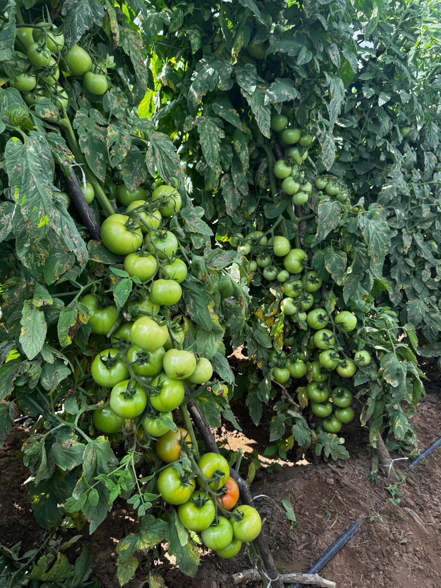 Período chuvoso desafia tomaticultores e exige híbridos mais tolerantes e adaptados no campo