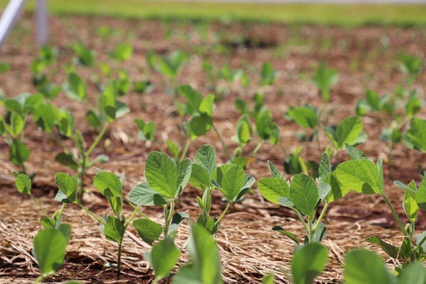 Plots agrícolas reúnem tecnologia, pesquisa e experiências imersivas na Tecnoshow COMIGO