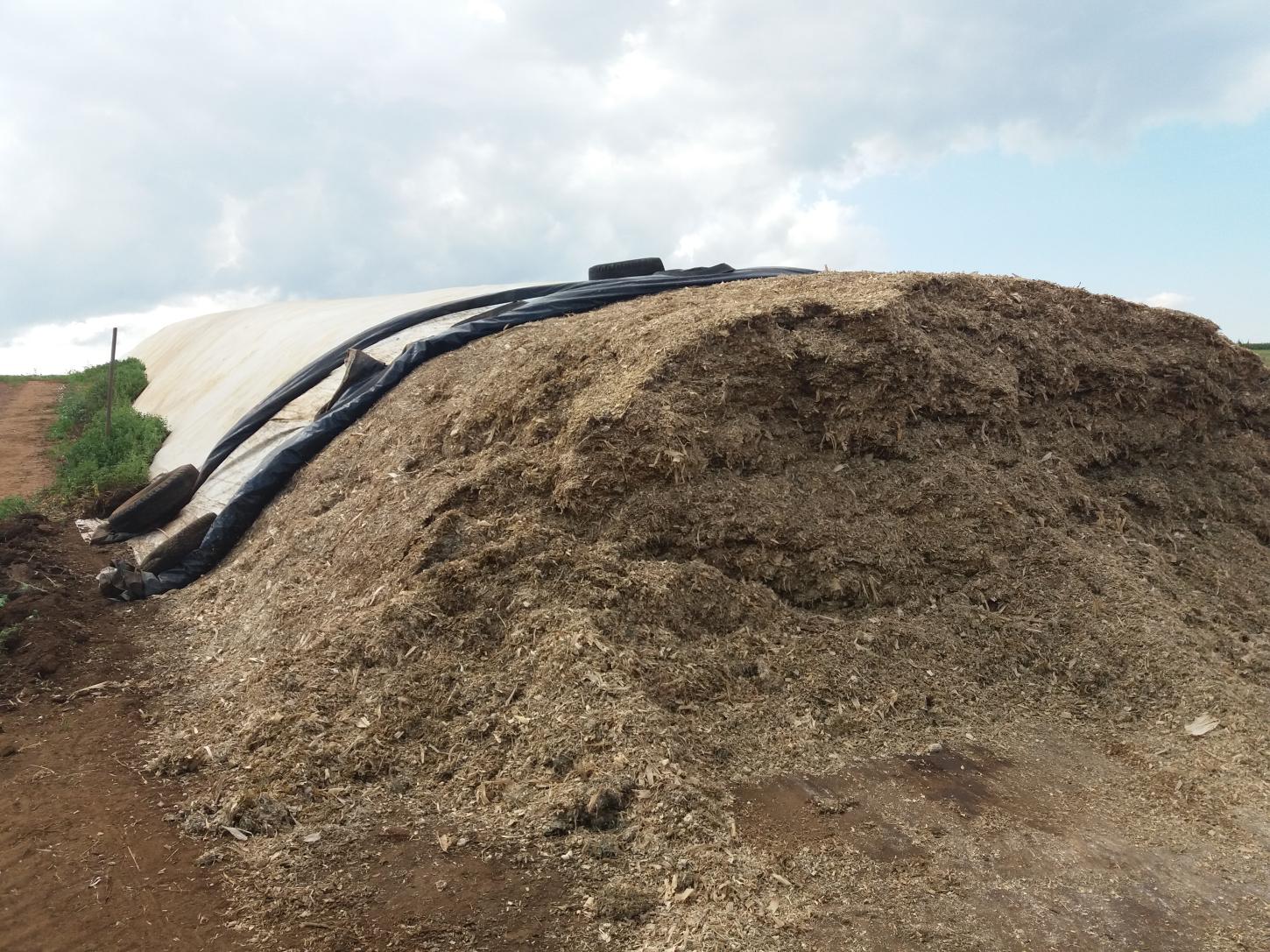 Volumoso garante produtividade e ganho de peso do rebanho durante a seca