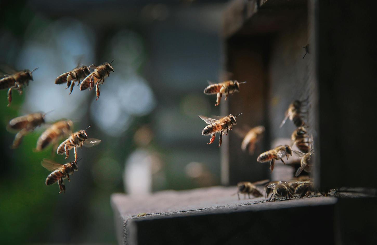 ARTIGO: Melhores práticas globais na agricultura e conservação de polinizadores