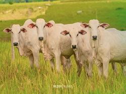 Avanço da pecuária intensiva amplia desafios sanitários e pauta participação da Biogénesis Bagó na Acricorte 2026
