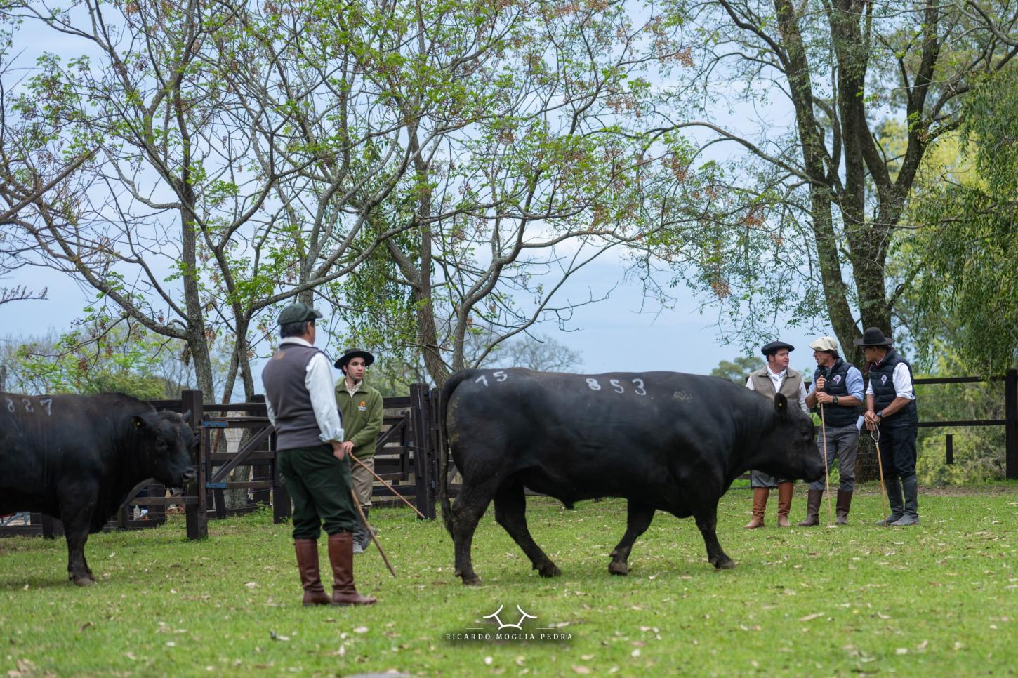 Feicorte 2026 terá primeiro julgamento de animais rústicos de SP e ampliação da área de expositores