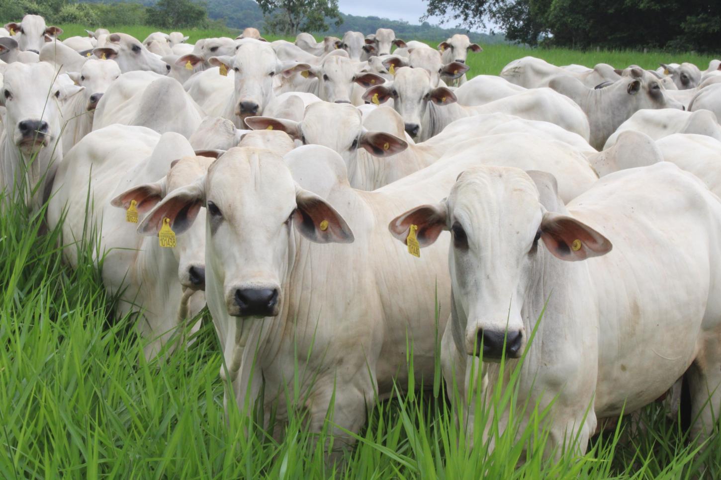 Instituto Biológico lidera produção nacional de kits para diagnóstico de brucelose e tuberculose bovina