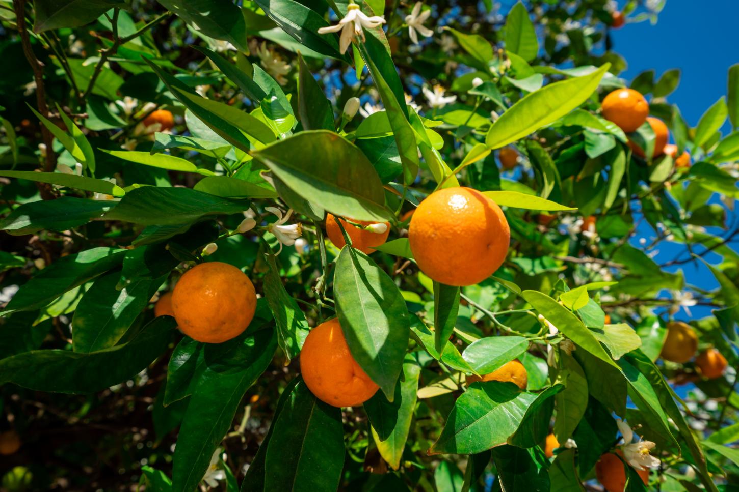 Manejo específico focado na redução de perdas por estresse hídrico na citricultura é destaque durante a Expocitros 2026
