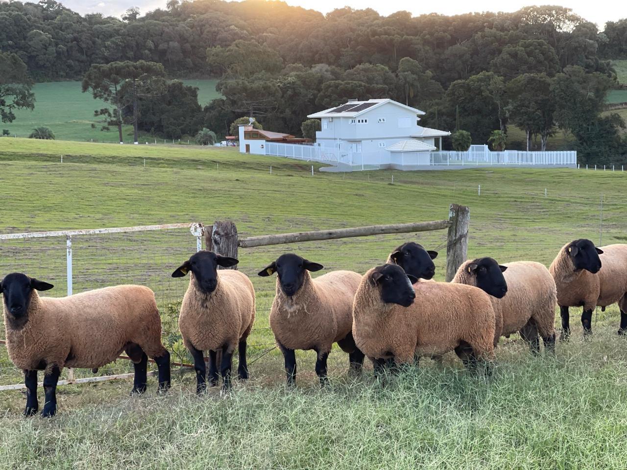 Ovinocultura estreia na programação da Feicorte 2026 com a Exposição Nacional da raça Suffolk