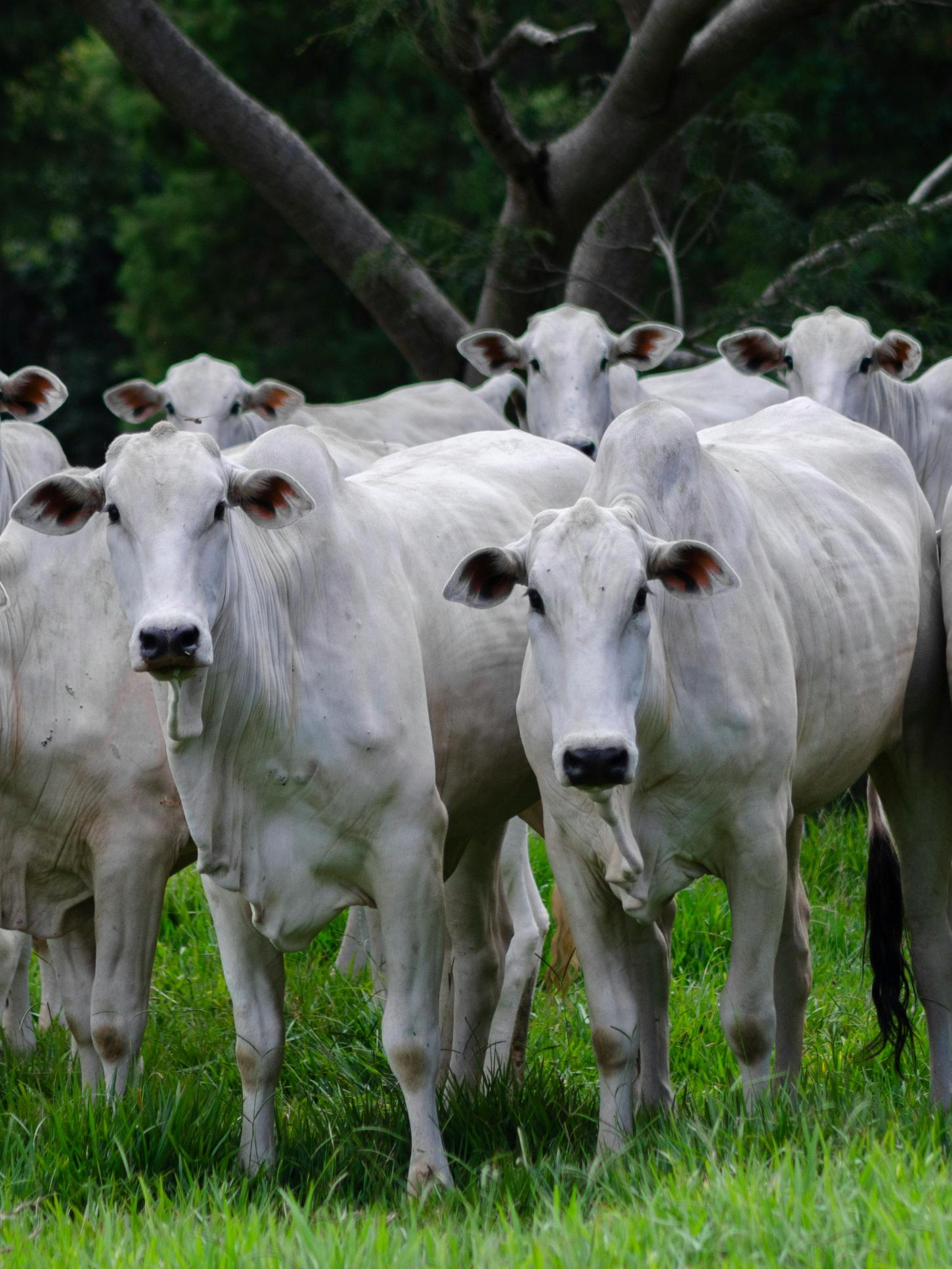 Rastreabilidade amplia competitividade da pecuária brasileira e fortalece posicionamento do produtor no mercado