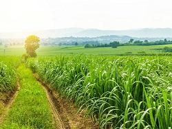 Safra de cana 2026/27 avança com recuperação produtiva e reforça a demanda por manejo eficiente no campo