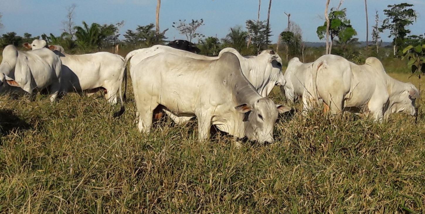 Transição águas-seca exige planejamento e suplementação nutricional para o gado