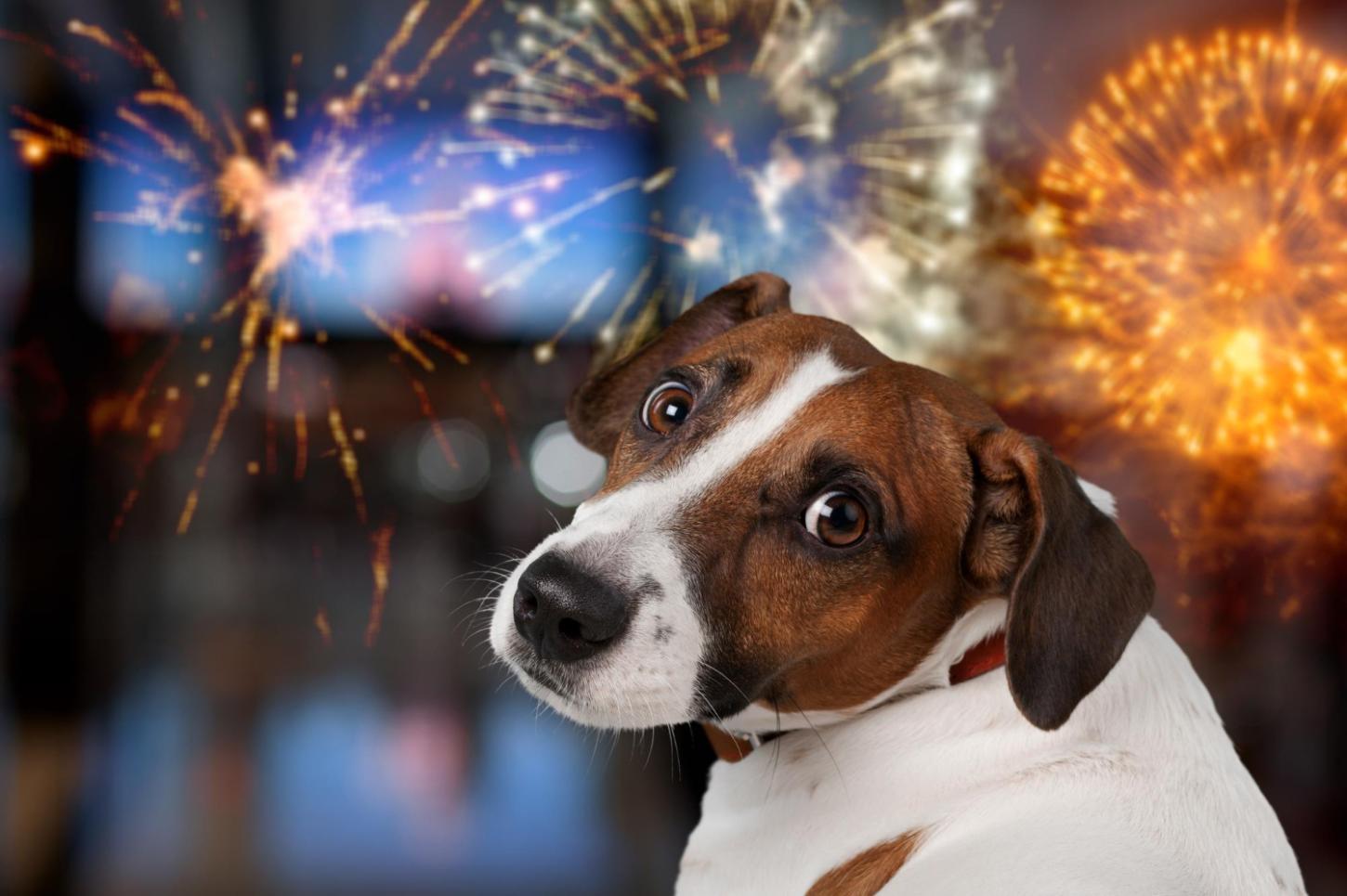 Barulho de fogos e festividades podem agravar doenças crônicas e causar acidentes com pets