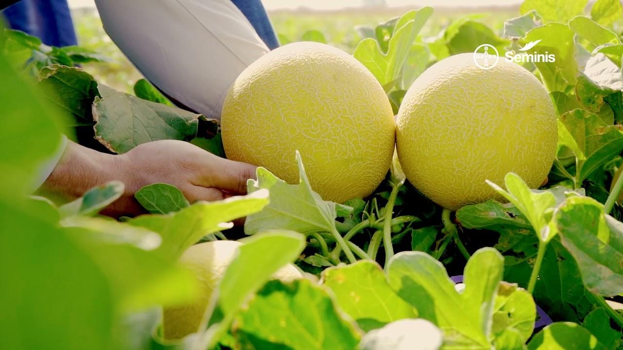 Bayer apresenta soluções para o manejo de doenças e novidades no portifólio na 31ª Hortitec