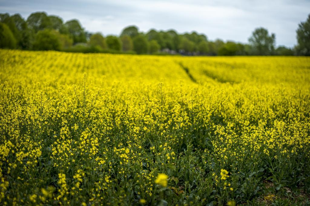 Culturas alternativas de inverno, como canola e carinata, ganham força para proteger a rentabilidade no Sul