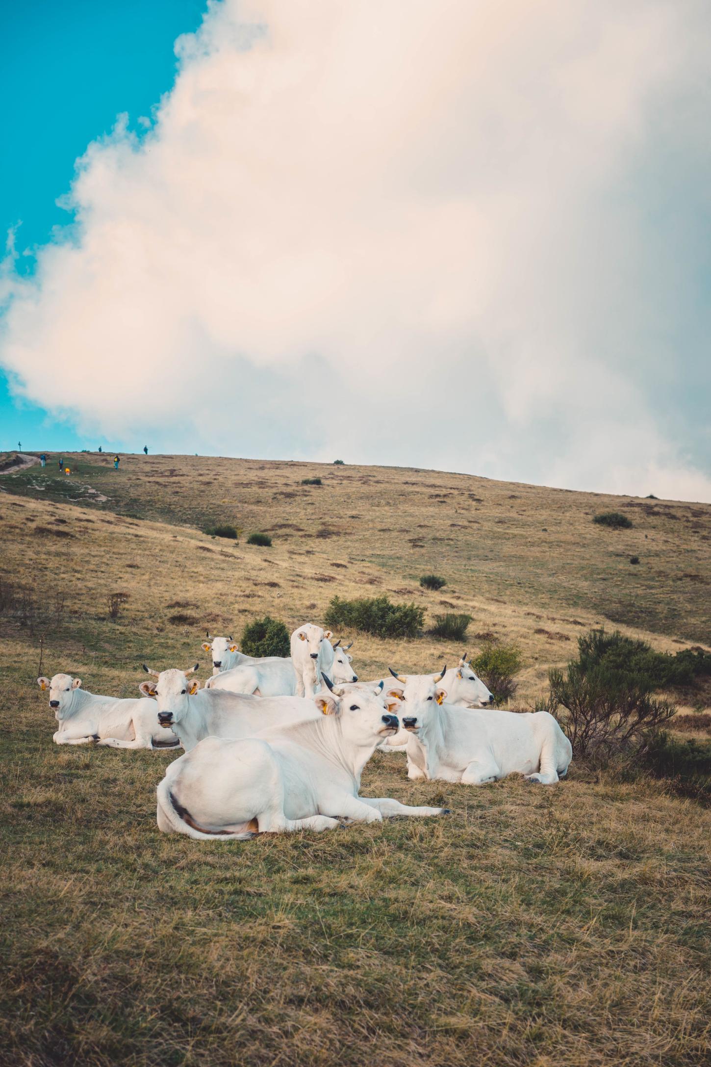 Equipamentos de contenção ganham papel estratégico no manejo da pecuária de Rondônia
