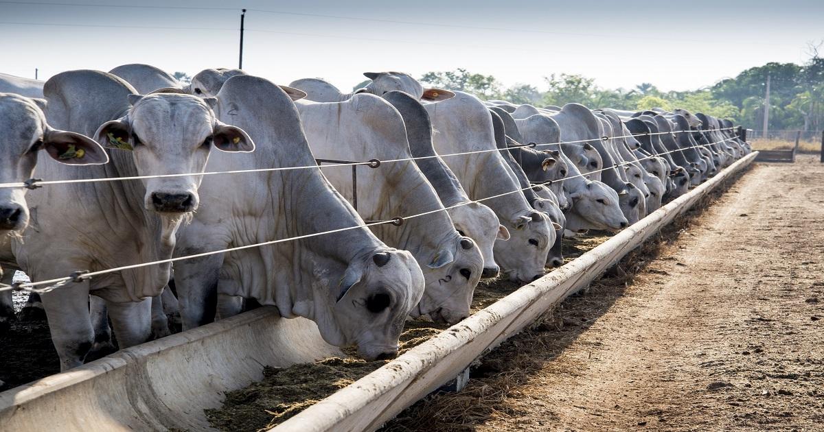 Estratégias nutricionais intensificam aproveitamento do milho no confinamento