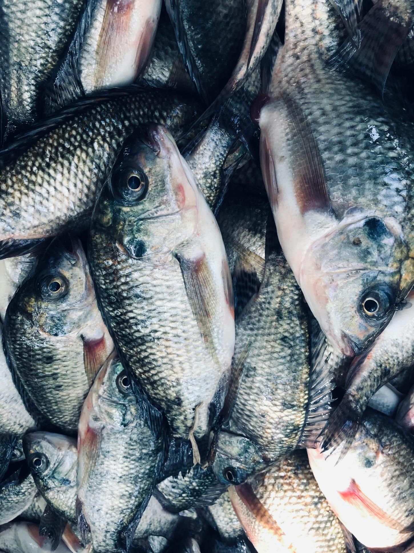 PEIXE BR manifesta preocupação com proposta dos EUA de impor nova tarifa sobre produtos brasileiros