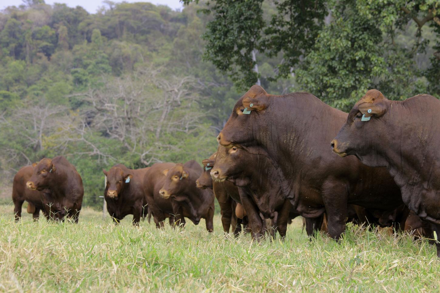 Pioneira no país, Fazenda Santa Silvéria fortalece genética Bonsmara para a pecuária tropical