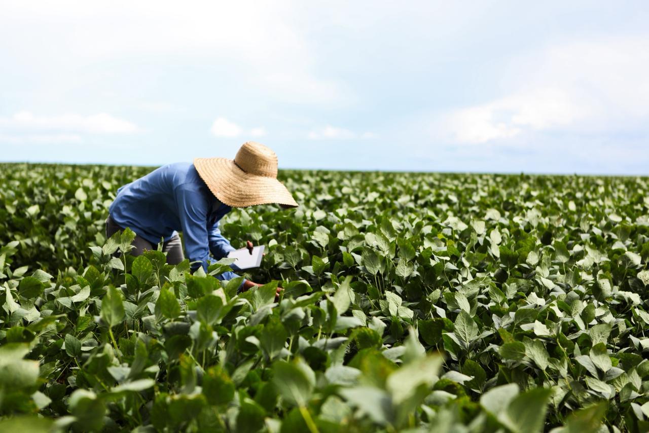 Projeto piloto desenvolve métricas para agricultura regenerativa na soja