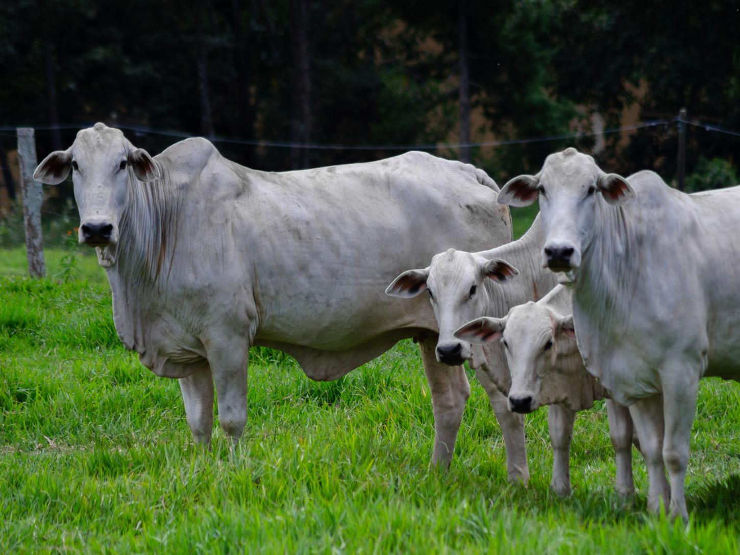 Reinserção de produtores é caminho estratégico para fortalecer a pecuária sustentável no Brasil
