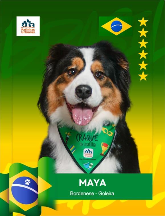 Seleção de quatro patas: cães ganham posições em campo e álbum de figurinhas da Copa