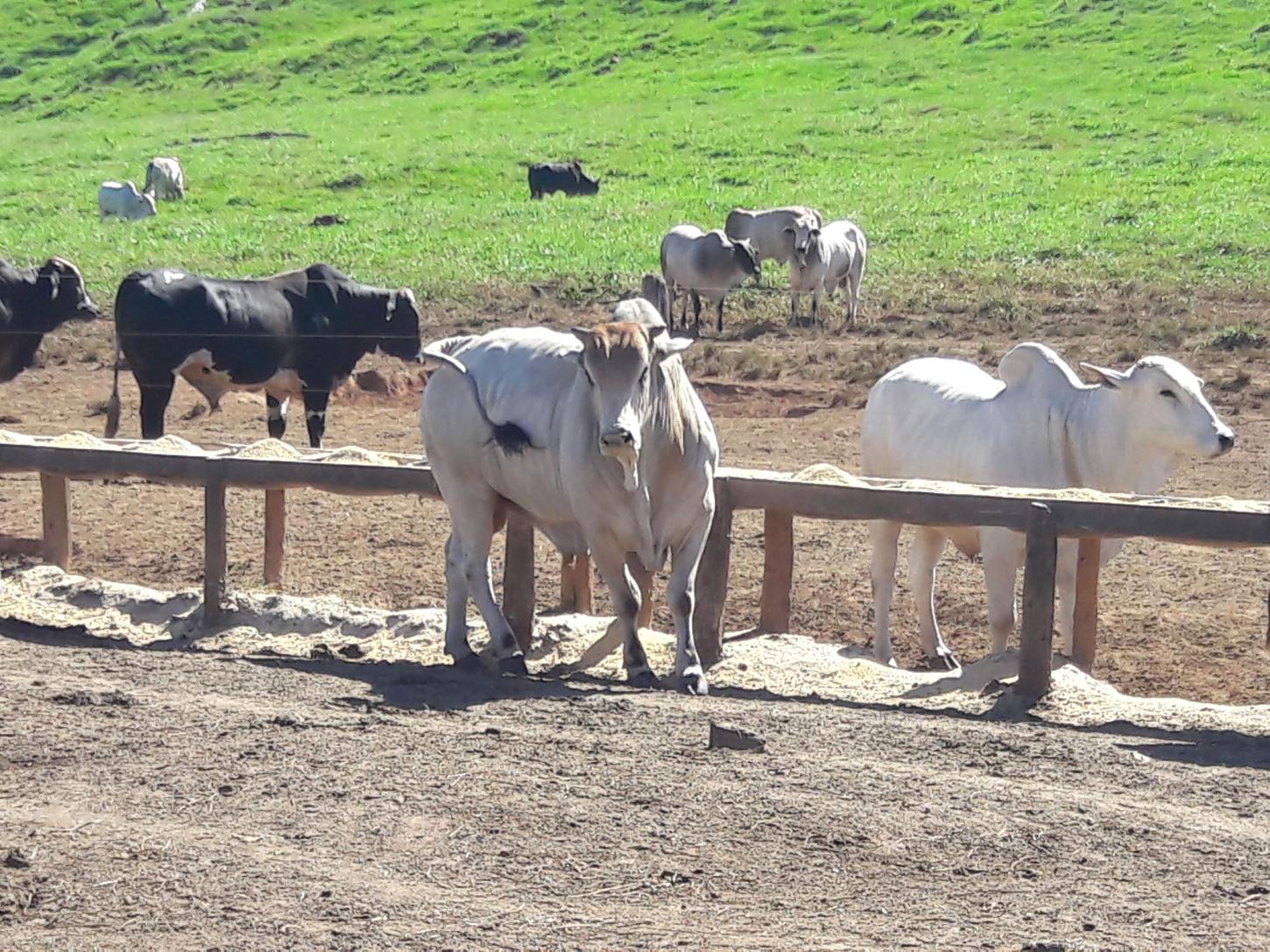 TIP ganha protagonismo e fortalece eficiência na pecuária durante a estiagem