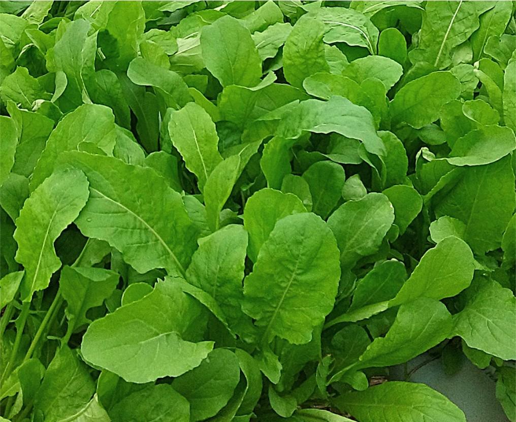 Topseed lança variedade de rúcula na 31ª edição da Hortitec