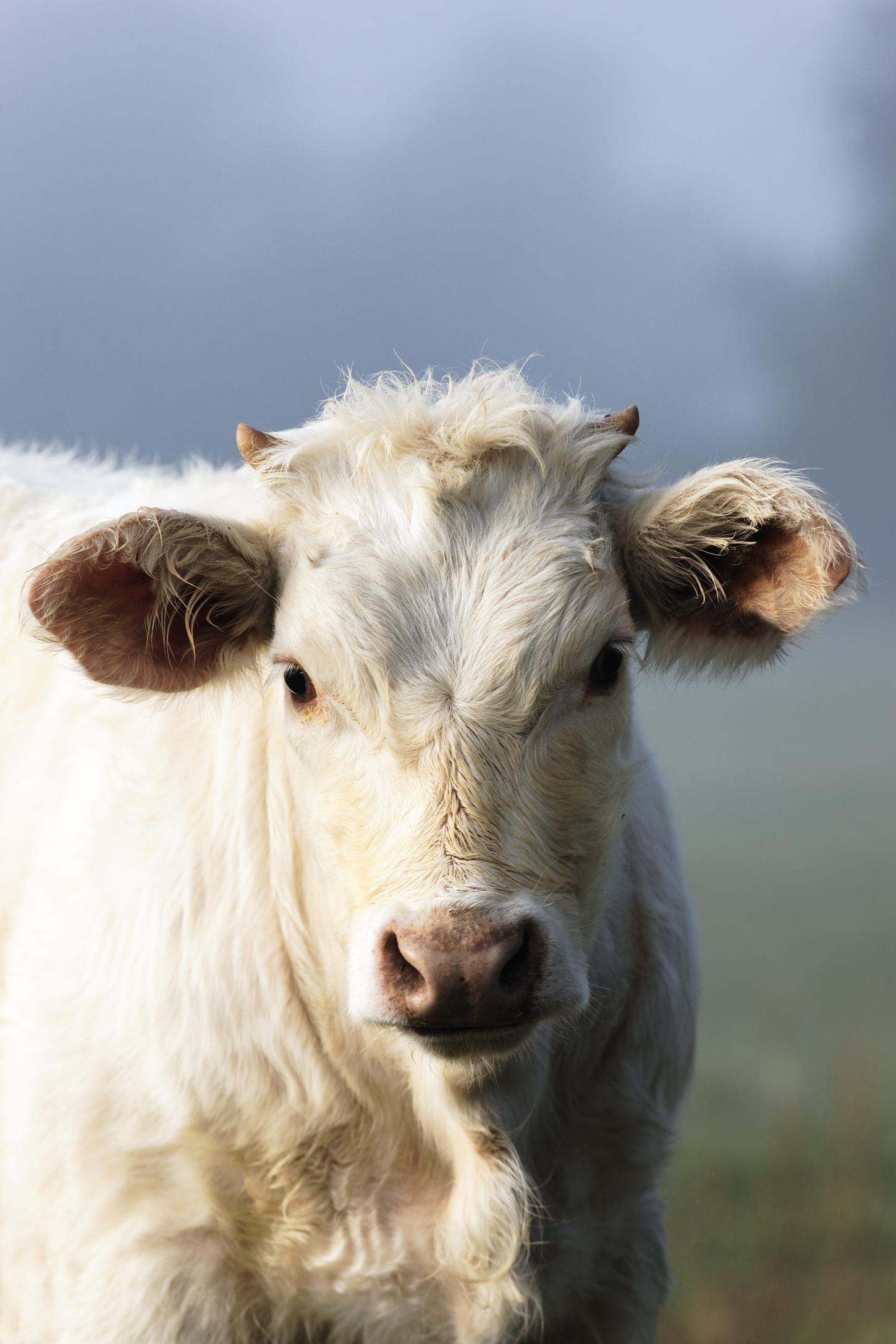 Vacinação bovina com manejo individual favorece o bem-estar animal e humano, reduz perdas e aumenta a eficiência produtiva