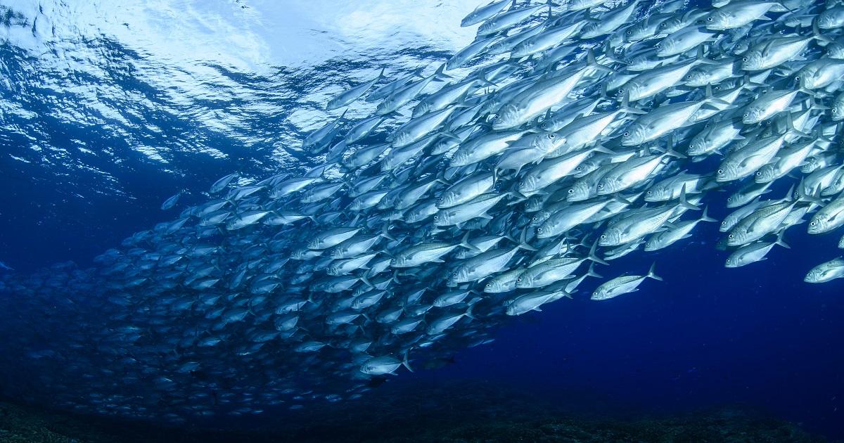 Aquicultura sustentável avança no Chile e fortalece demanda por insumos certificados na cadeia do salmão