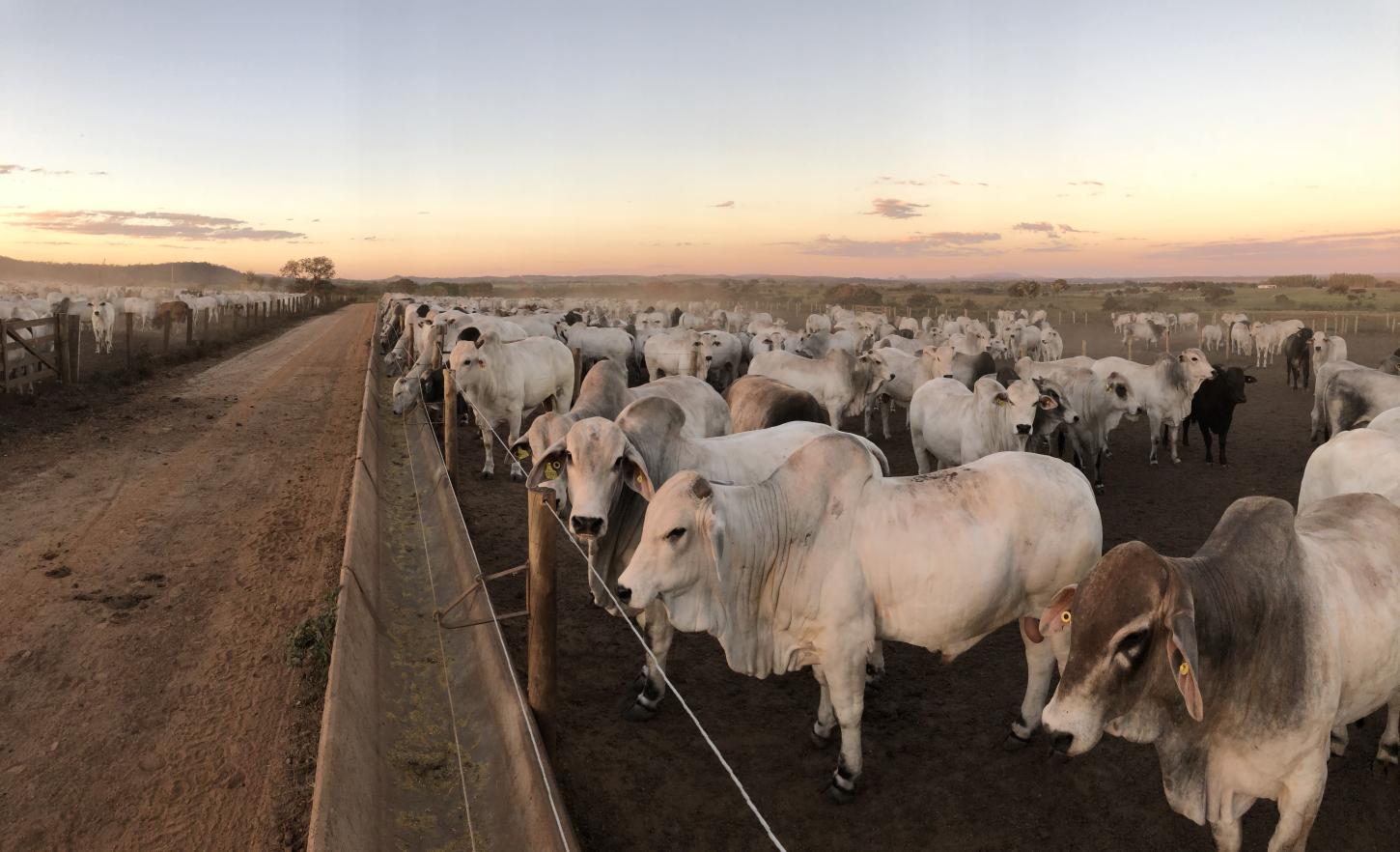 Confinamento promove aumento da eficiência alimentar e redução do tempo para o abate
