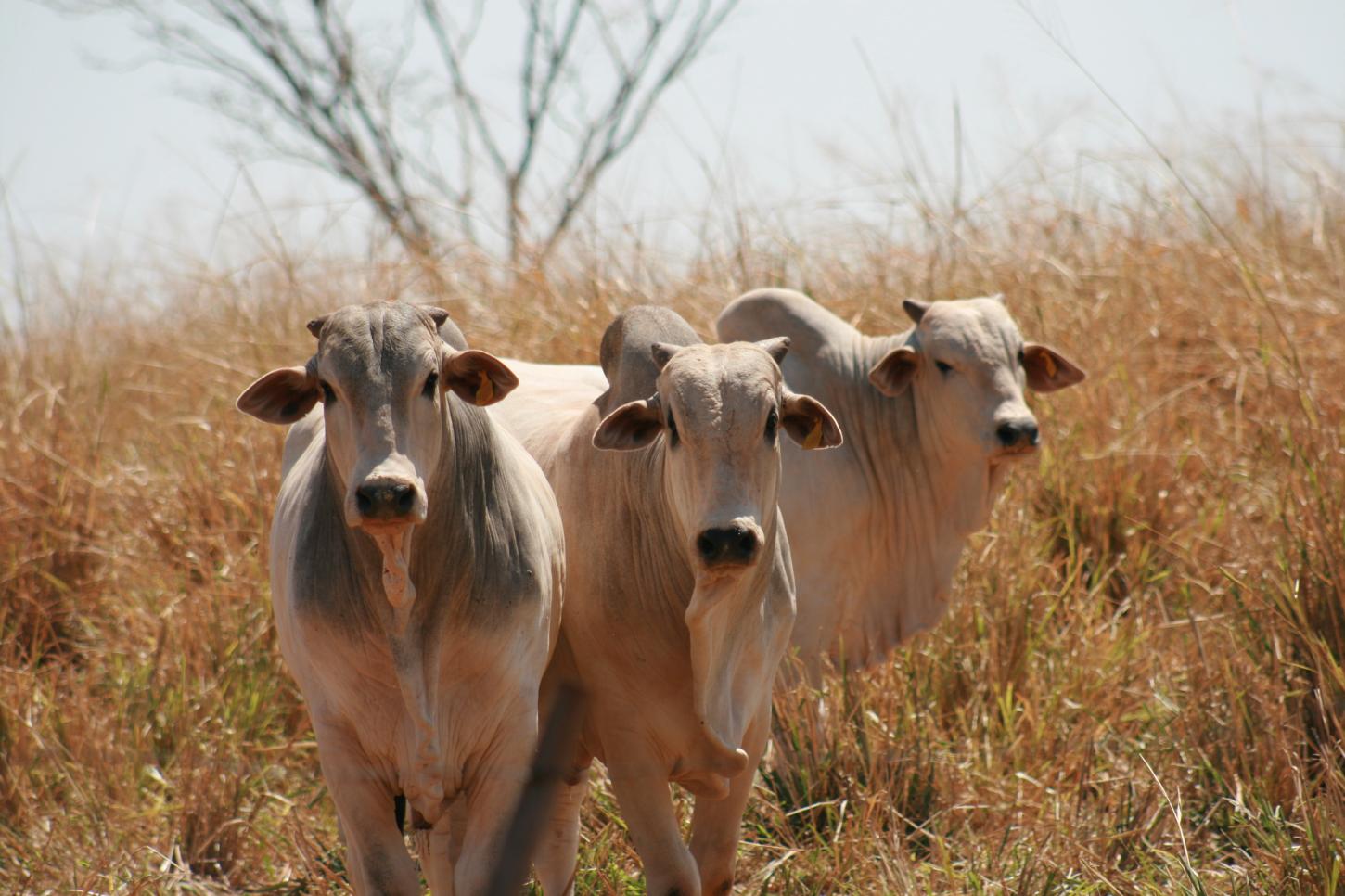 Nutrição estratégica é aliada da produtividade na seca