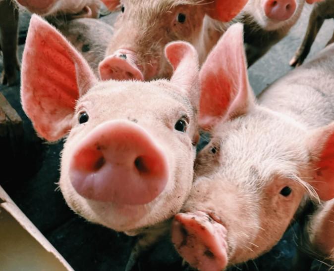 Quando a carne suína deixa de ser commodity e conquista a alta gastronomia