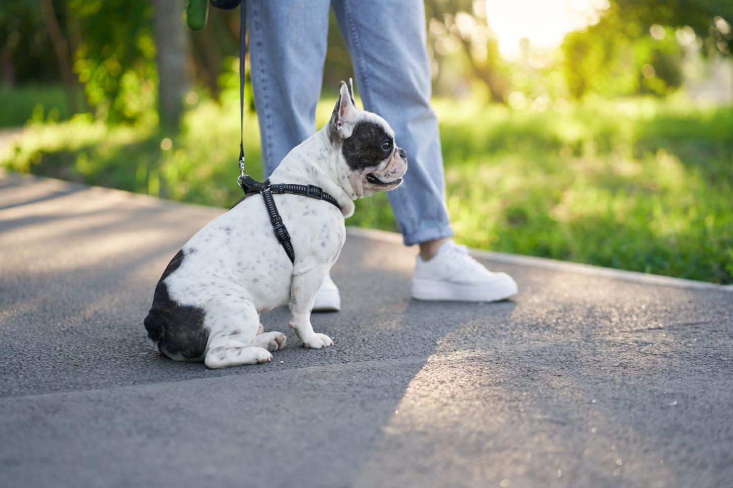 Com 160 milhões de pets no país, novos critérios de compra levam mercado imobiliário a adaptar projetos