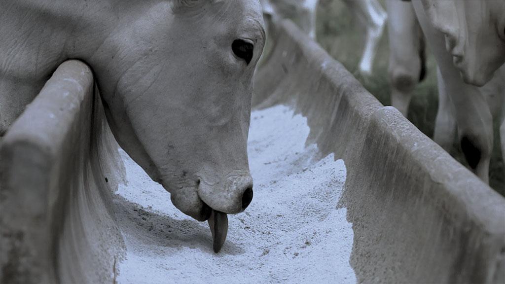 Connan apresentará inovações para pecuária de cria durante o BeefDay 2026