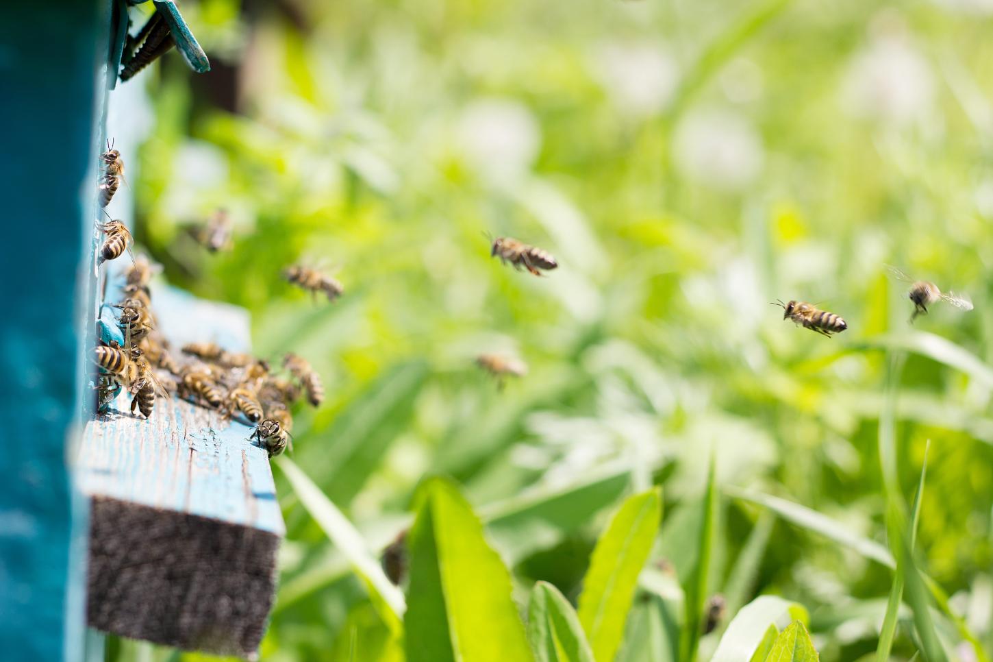 Curso gratuito destaca boas práticas para conciliar agricultura e preservação das abelhas