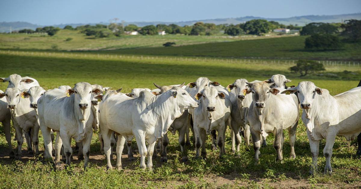 Expansão da pecuária brasileira exige rastreabilidade no centro da agenda setorial