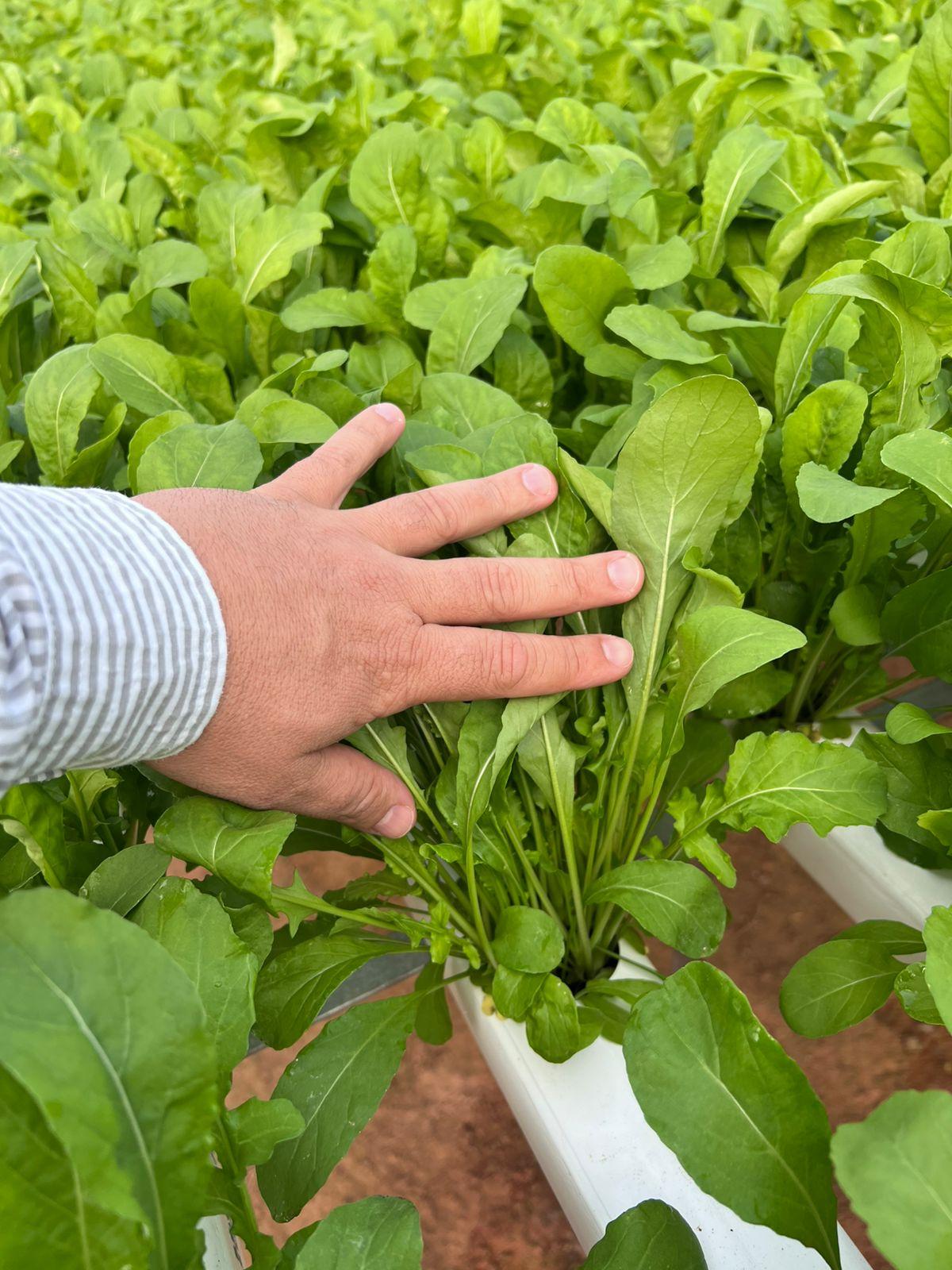 Ciclo mais rápido da rúcula favorece planejamento e rentabilidade do produtor