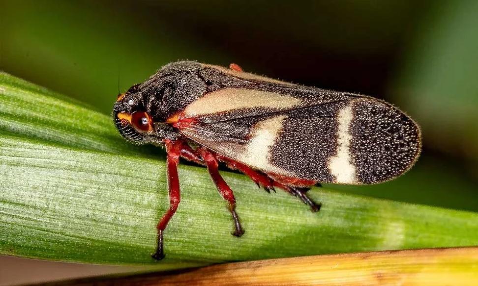 Cigarrinhas ameaçam produtividade de canaviais e pastagens e ampliam necessidade de manejo no campo
