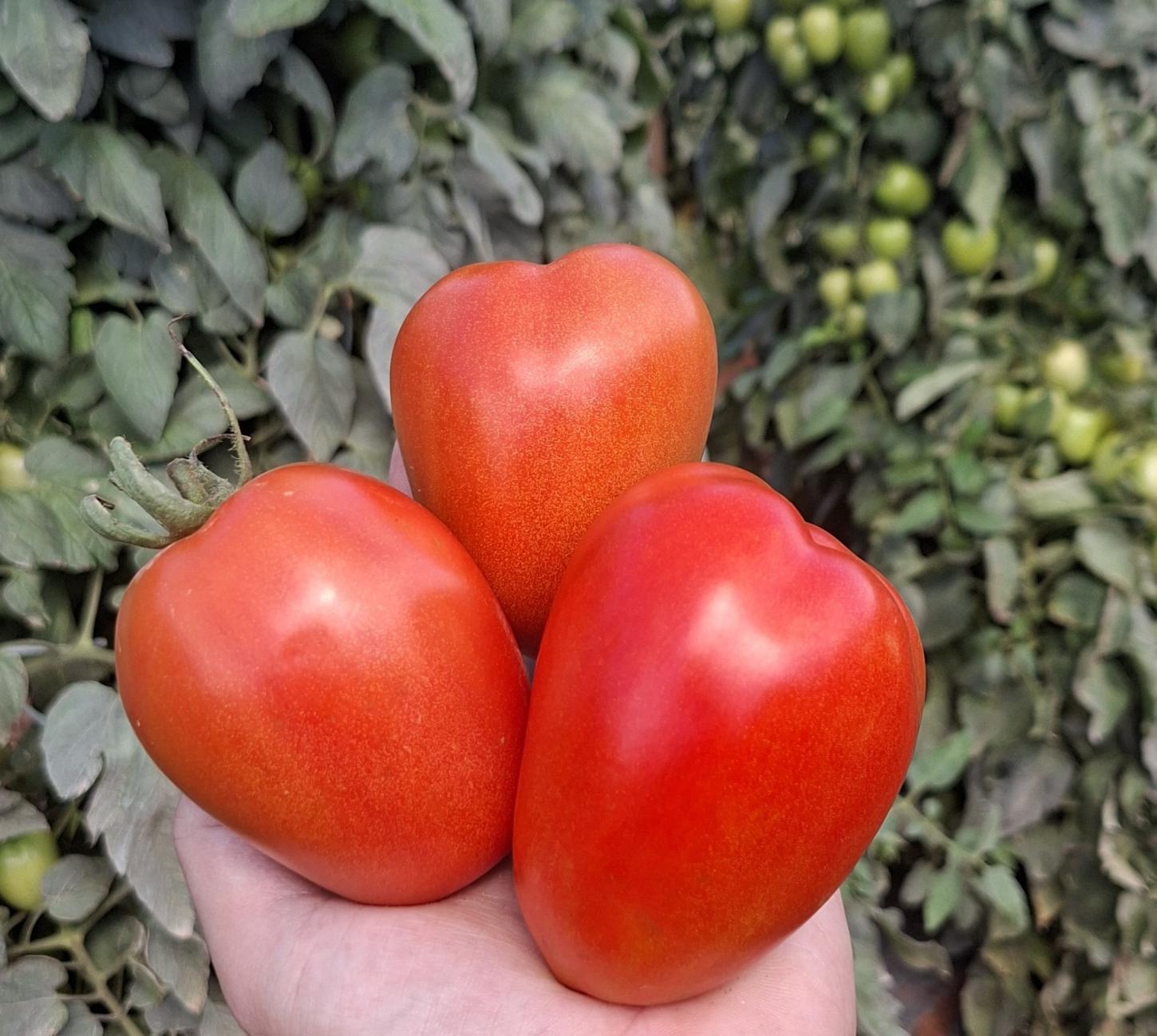 Clima adverso e pressão de doenças ampliam riscos na produção de tomate saladete
