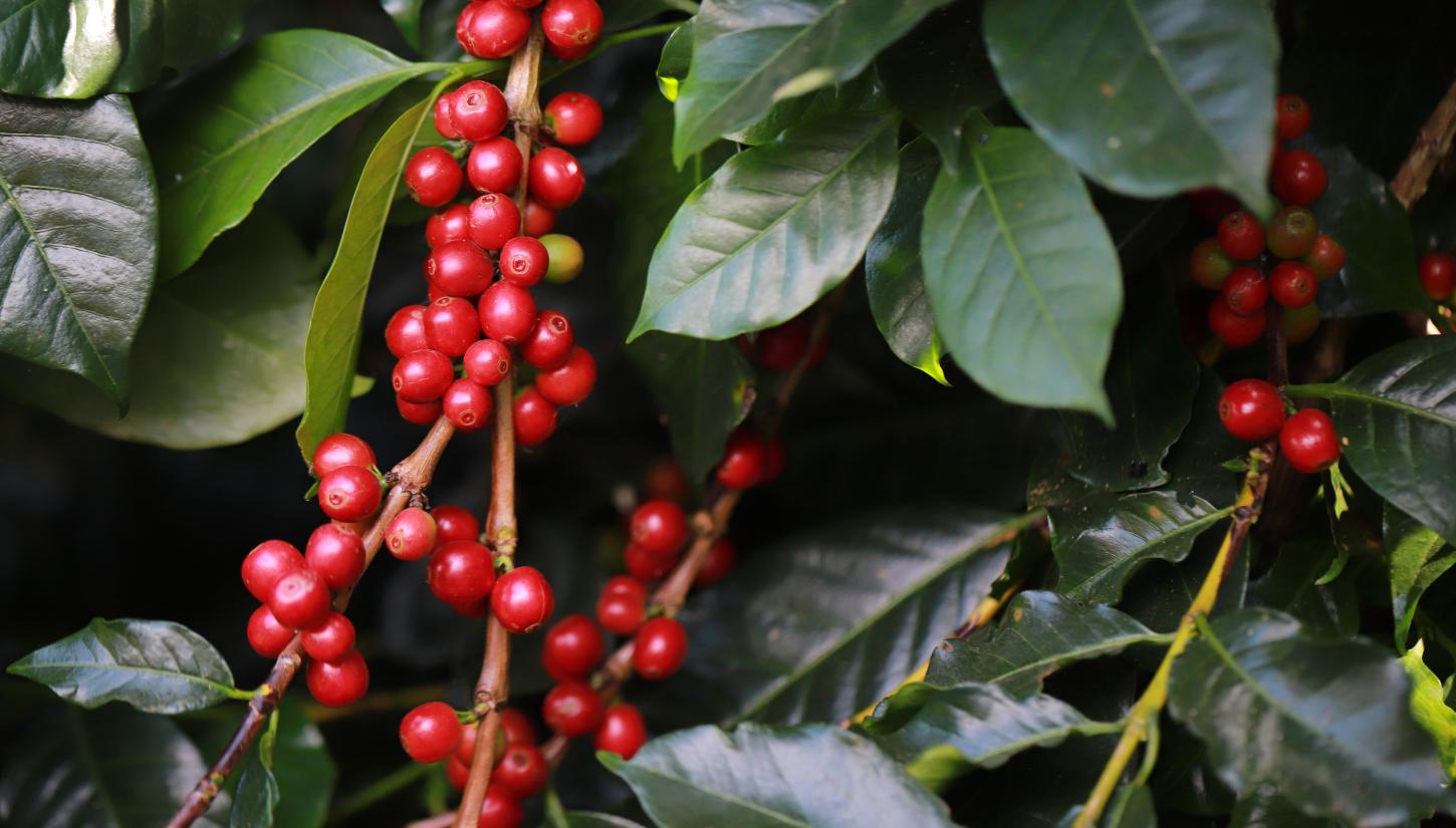 El Niño pode antecipar florada e aumentar pressão fitossanitária na safra 2027 do café brasileiro
