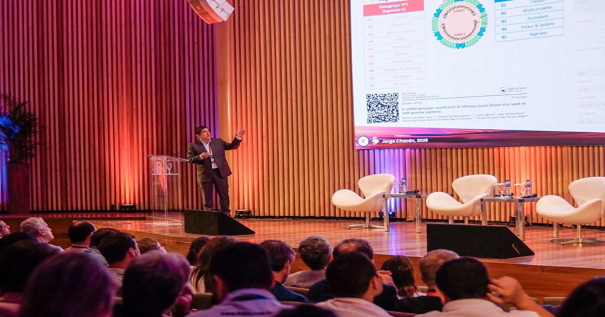 Evolução do vírus de Gumboro amplia desafios para a avicultura