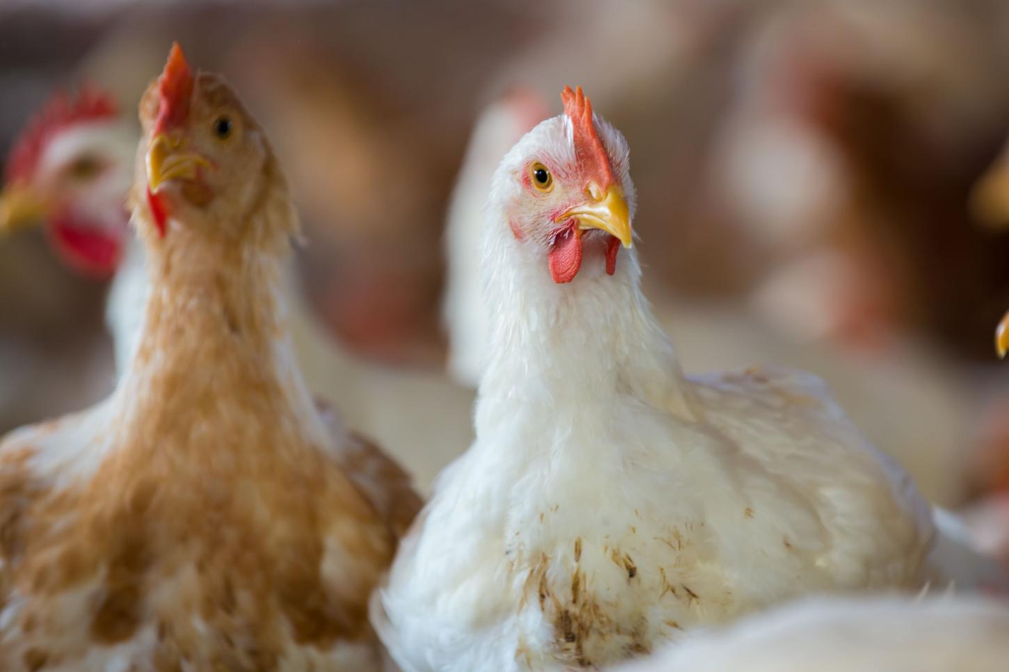 Manejo de matrizes e controle de contaminação orientam ganhos de produtividade na avicultura