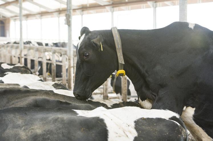 Monitoramento do comportamento ajuda a identificar vacas com maior chance de prenhez